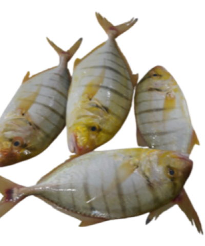 جش زريدي