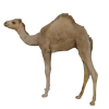 قعود 10-12 شهر