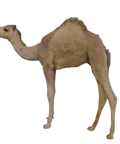 قعود 10-12 شهر