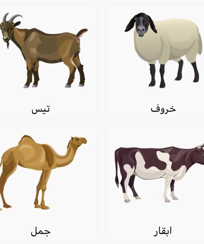 الأضاحي