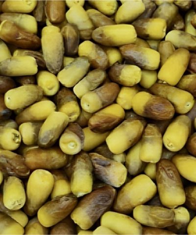 رطب نغال