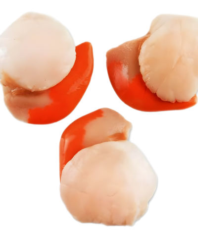 سكالوب مجمد Frozen scallop with shell