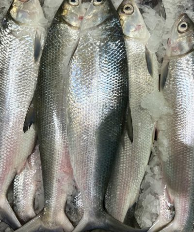 سمك العيفاه - Milk Fish