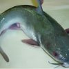 سمك الخن - Cat Fish