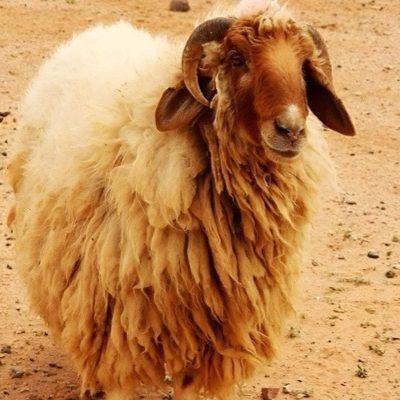 خروف نعيمي