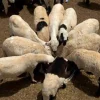 ضحية خروف سوداني