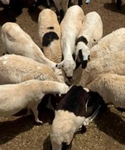 ضحية خروف سوداني
